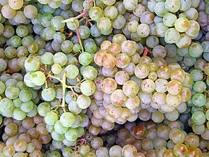 Pino Blanc grapes